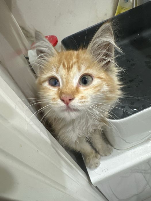 Отдаю маленькую кошечку в добрые руки