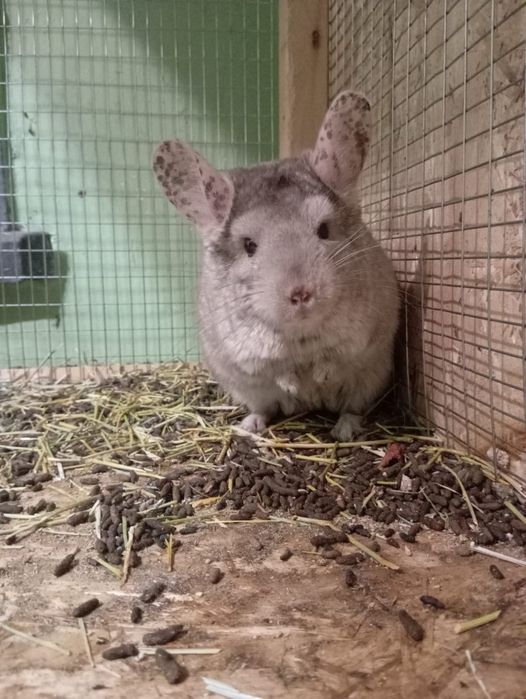 Продам шиншилл, мальчик-девочка-потомство