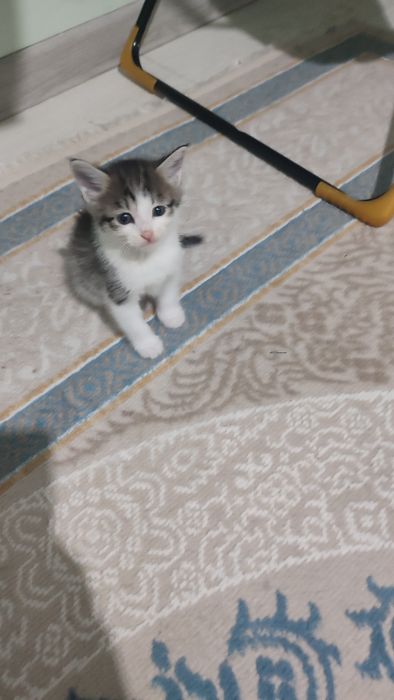 Продается очень красивые котята