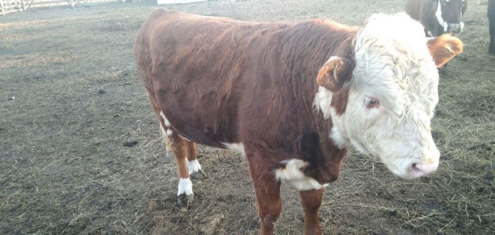 Продам крупного быка