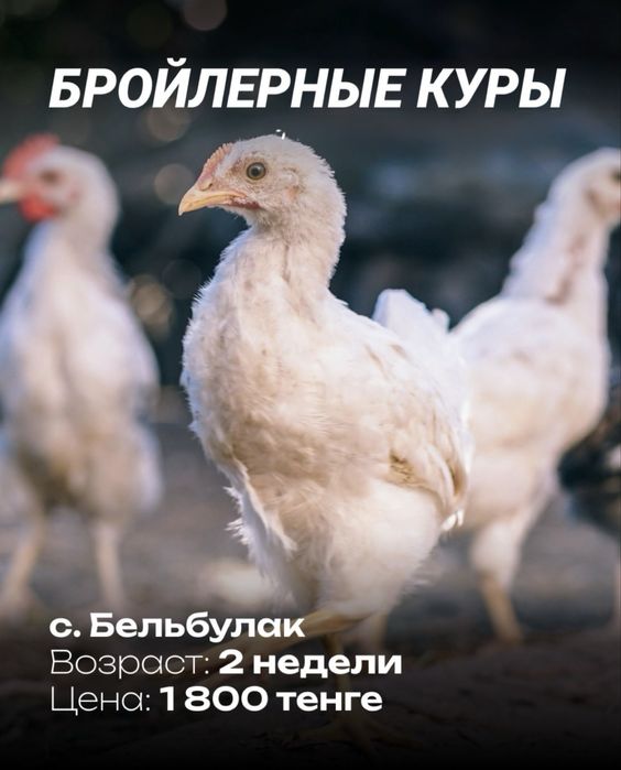 продам бройлерных курей