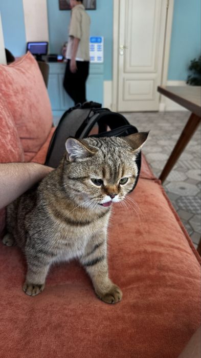 Котенок-британец