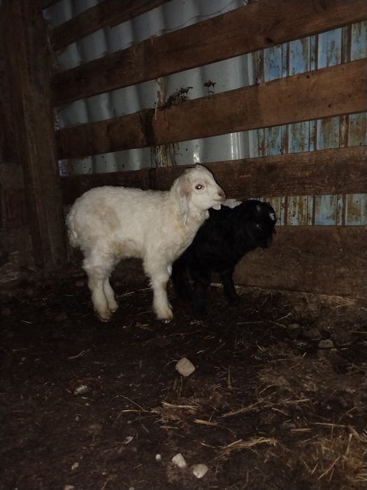 Барашка и сыновья