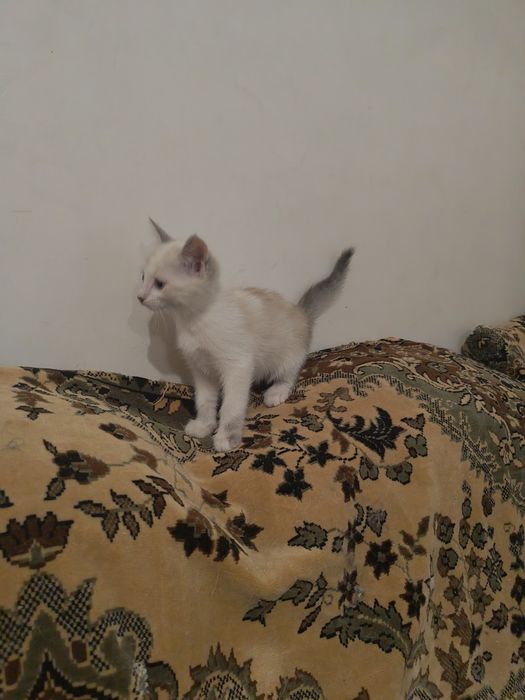 Моя красотулька. Котёнок