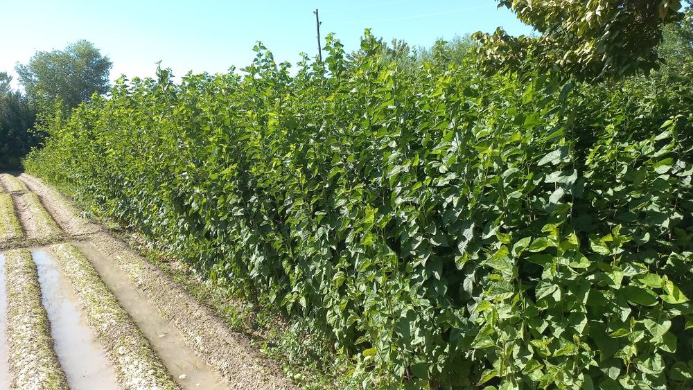 Тут кучати 2 йиллик сотилади