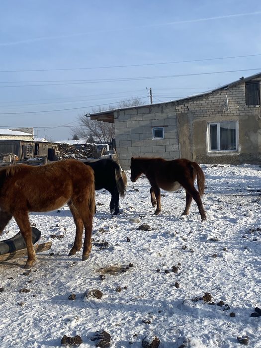 жабагылар сатылады 3бас 2 еуы ургашы
