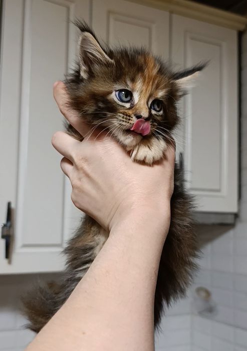 Котенок Мейнкун. 65000