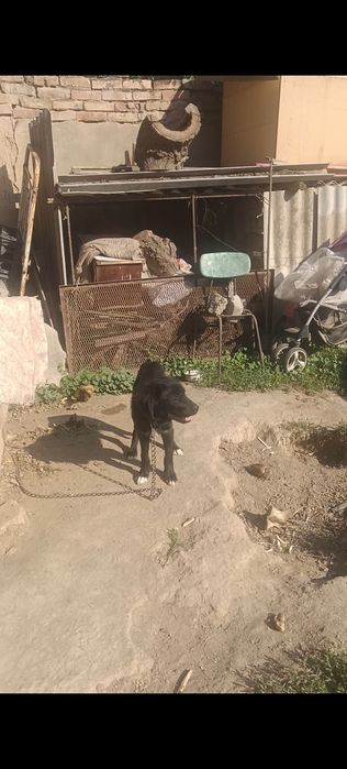 Охотничи Русский спаниел