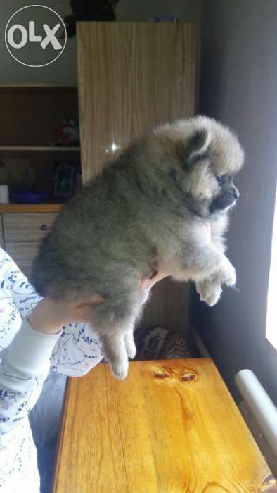 Продам щенков померанского шпица