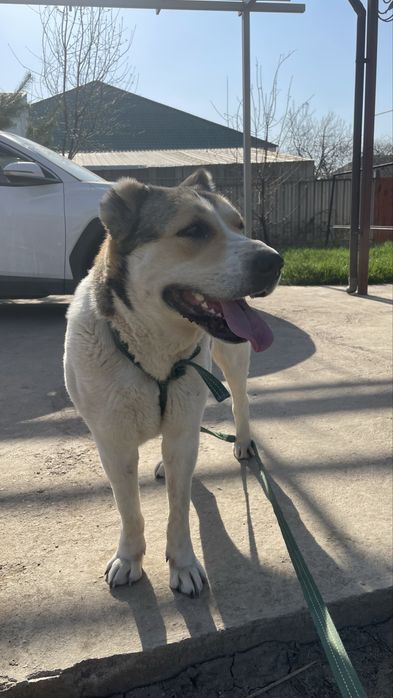 Продаю алабай самка