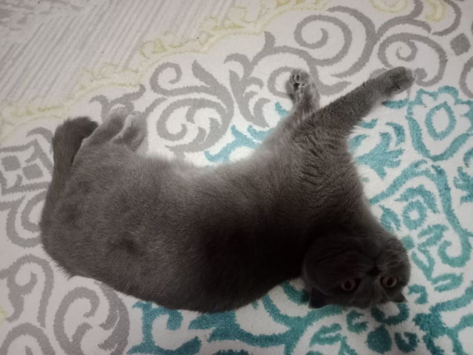 Продам кошку ...