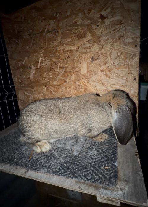 Iepuri berbec german