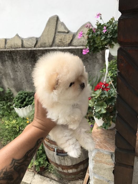 Померан мини мини