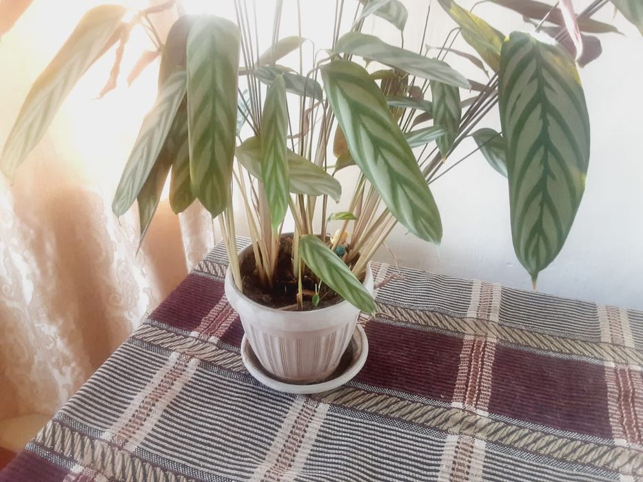 Продам автокресло детское б.у