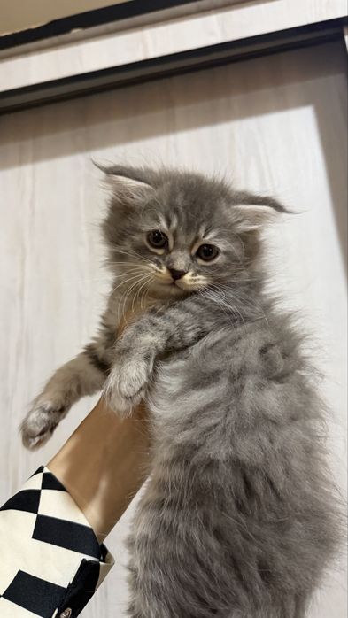 Продается котята
