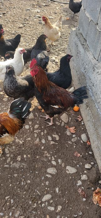 Продам домашние петухи