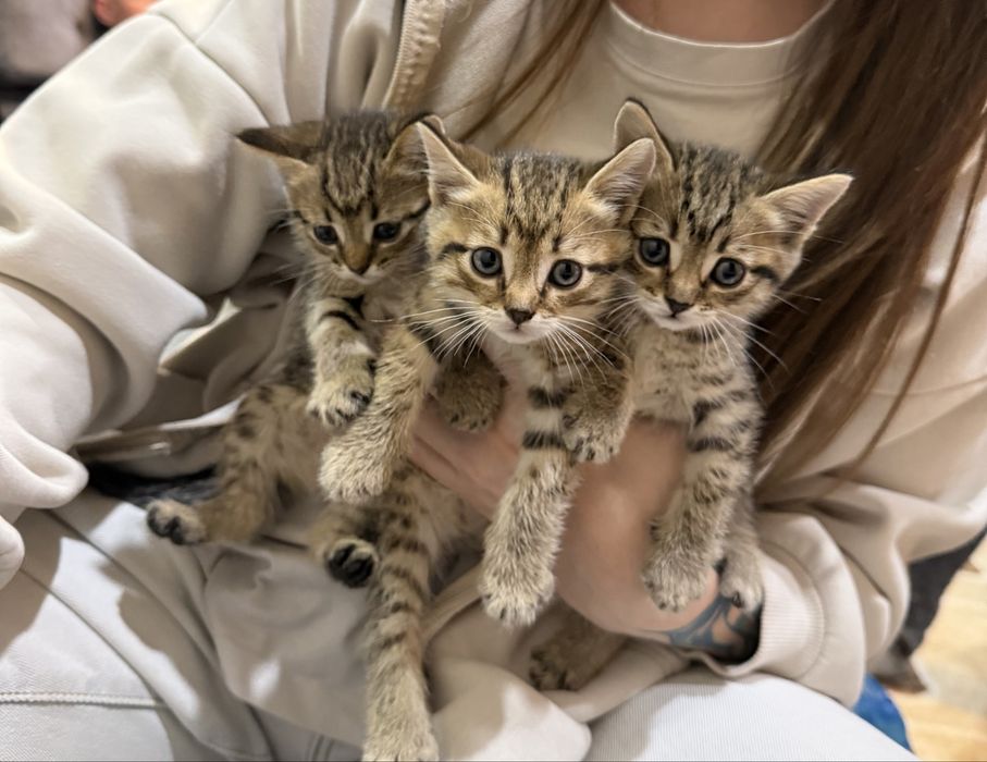 Котята британцы