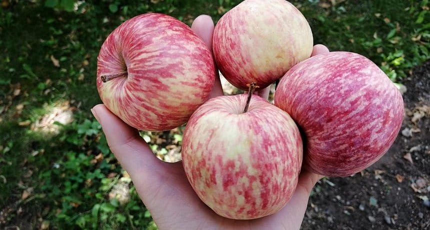 Продам дачные яблоки