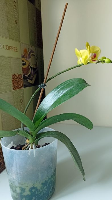 Архидеи (2шт)     .