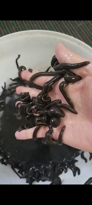 Zuluk пиявки продается пиявки