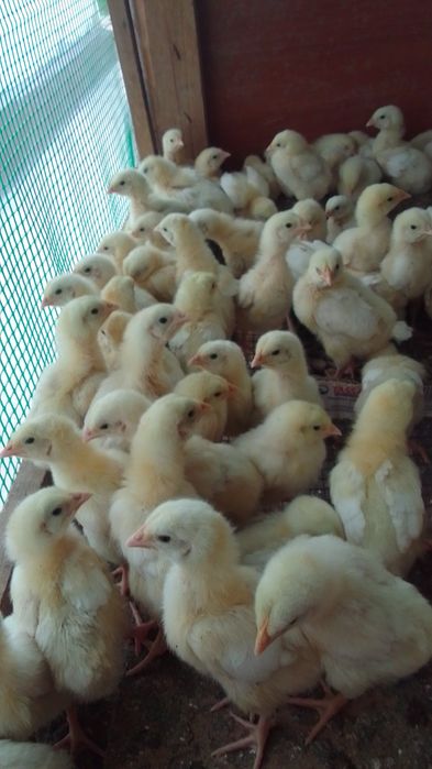 Продам бройлеров шустрые подросшие