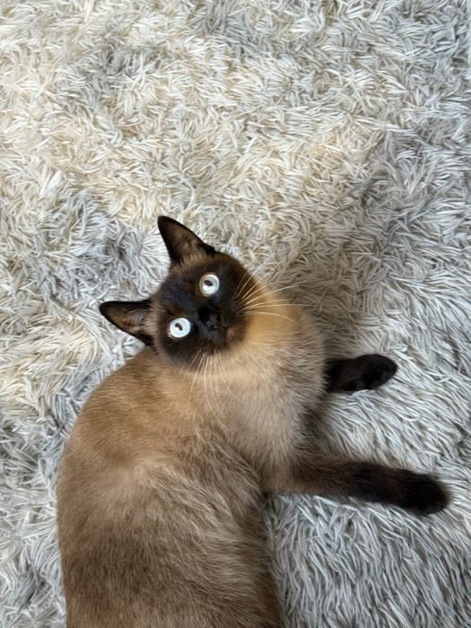 Ищу кота для вязки