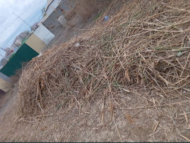 Отдам Трава Бесплатно