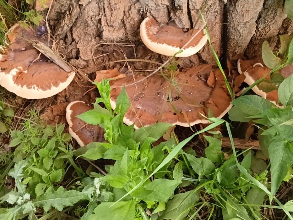 Ganoderma aplanatum ,reishi si coada curcanului