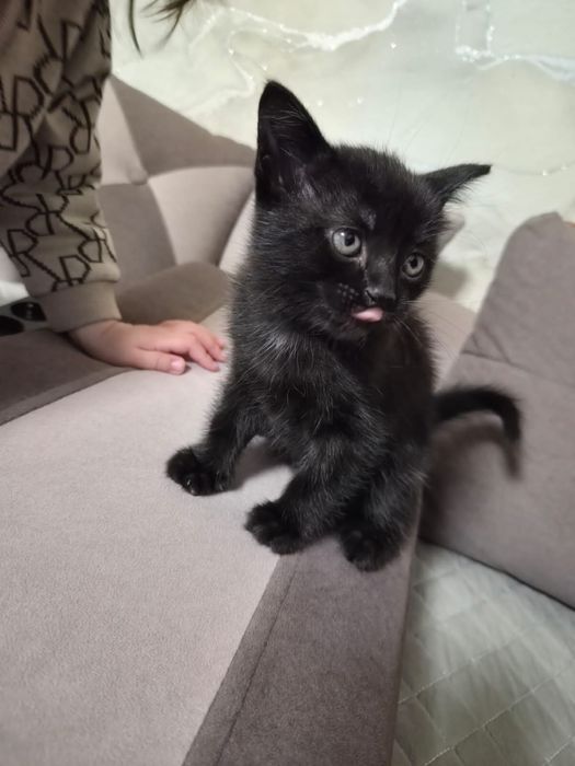 Котята бесплатно котики