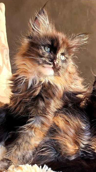 Шикарные ДЕВОЧКИ - мейн кун детки