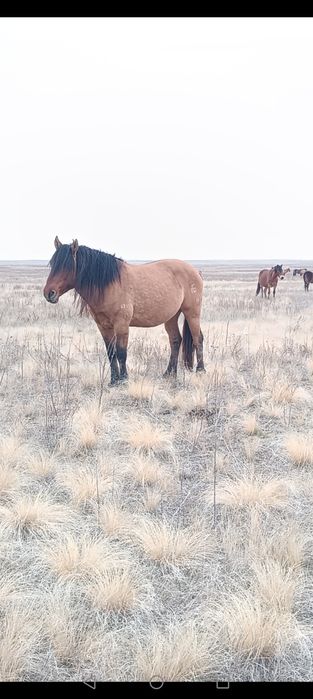 Мұғалжар жабағылар сатылады