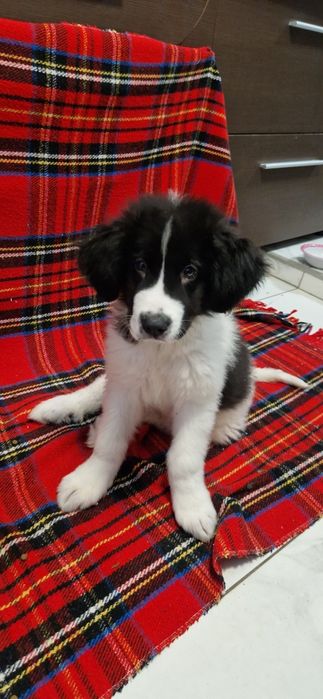 Ciobănesc de bucovina