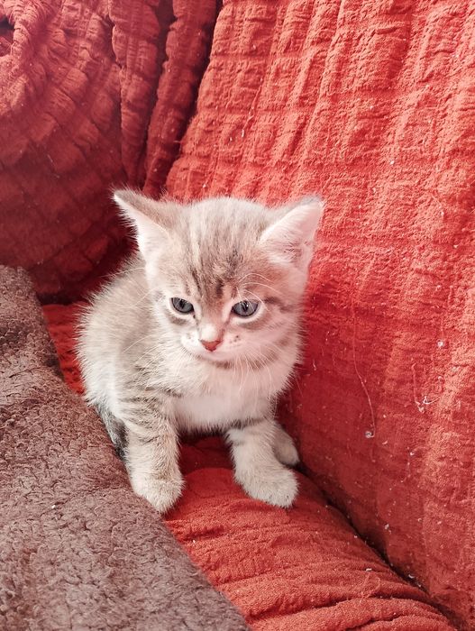 Котят в добрые руки