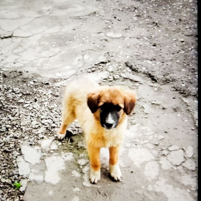 Щенки  4мес.порода Гуржи