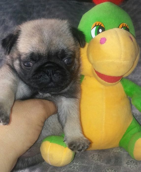 Продам щенков Мопса.