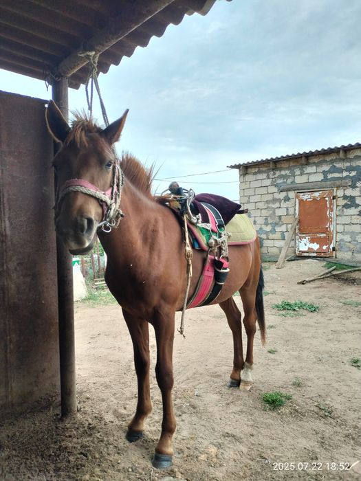 СЕМІЗ Құнаншығар, Жылқы, Ат Мінгі  өтетЖуас