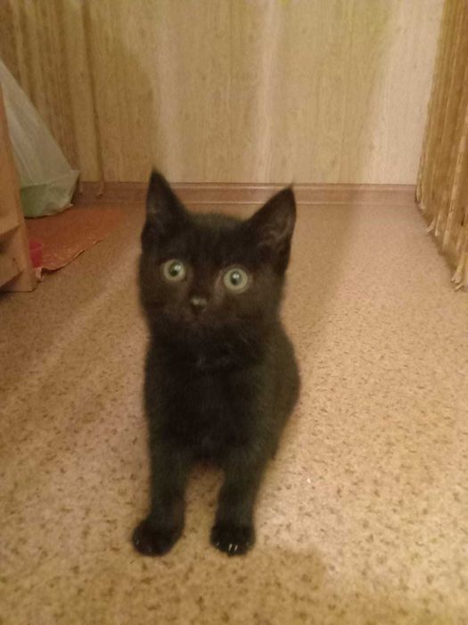Ищет дом котёнок