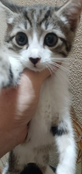КОТЯТА .Бесплатно. Ташкент. Отдам котят в добрые руки