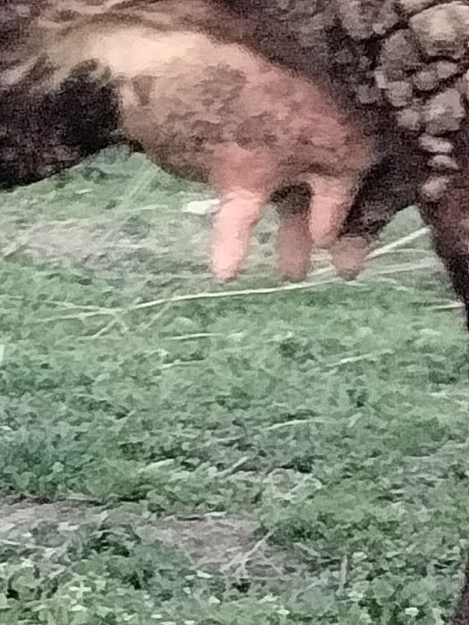 Корова с теленком