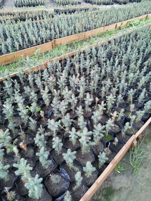 Голубая ел арчаси