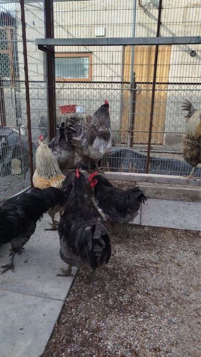 Петуха плроды Джерсинский гигант. Перельнын