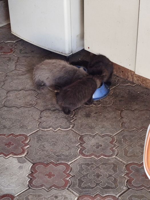 Отдам котят бесплатно