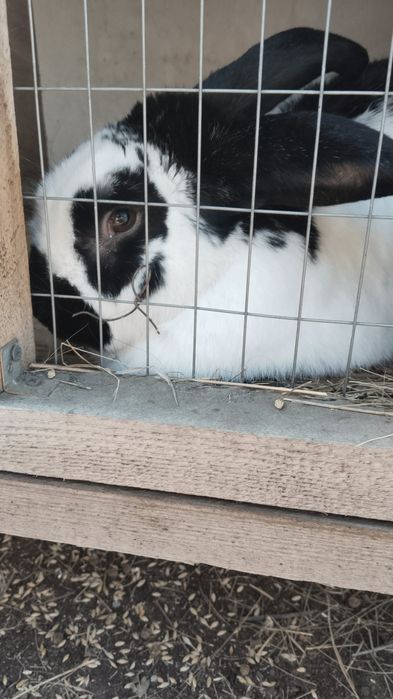 Продам кроликов пестрый