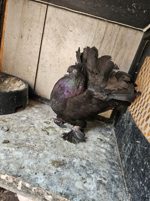 Vând porumbei diferite rase ornament