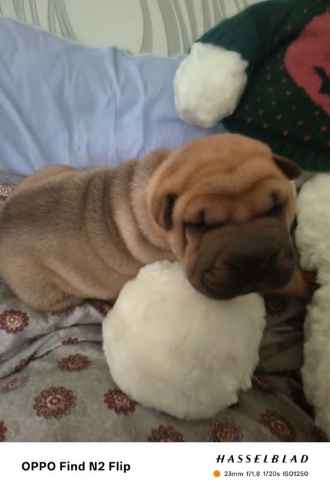 Продажа щенков шарпея