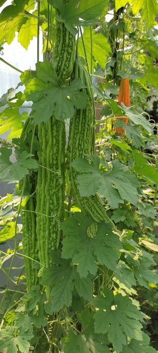 Castravete amar marmodica