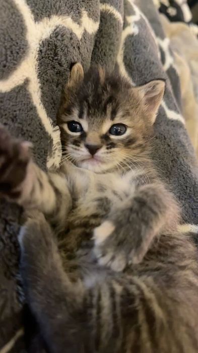Котята полубританцы