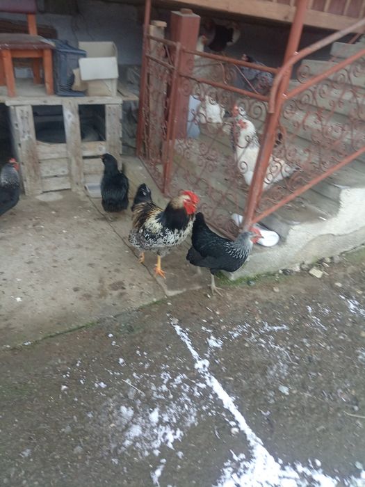 Cocoș de anul trecut