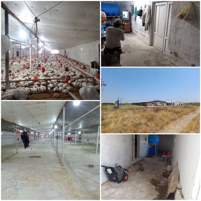 Tovuq xona 2 ta korpus 1000m² dan