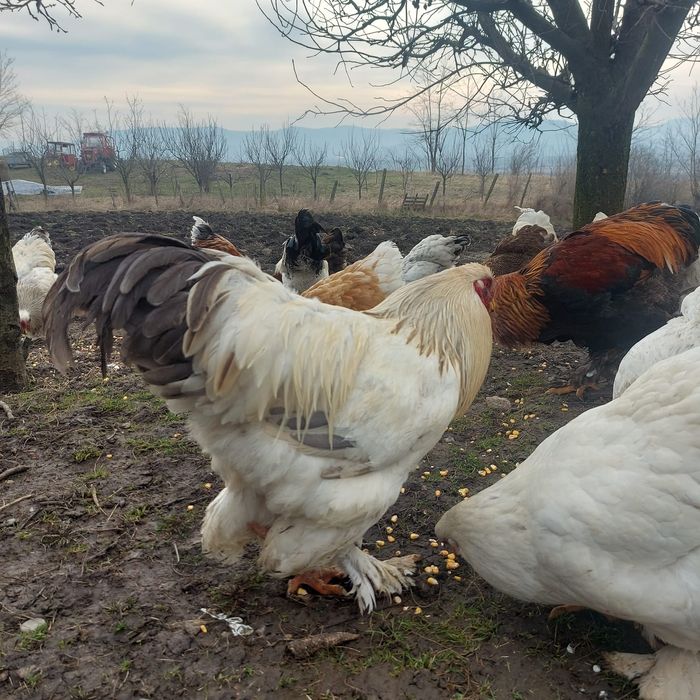 Cocoși și găini Brahma 10 luni – talie mare, pentru reproducere